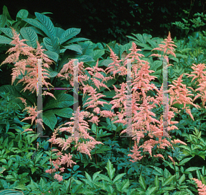 Picture of Astilbe x arendsii 'Bressingham Beauty'