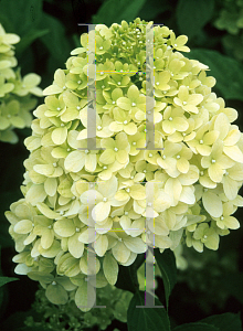 Picture of Hydrangea paniculata 'Limelight'