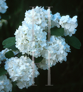 Picture of Hydrangea paniculata 'Saw Tooth'
