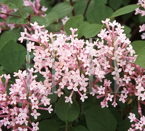 Picture of Syringa x 'Bailbelle(Tinkerbelle)'