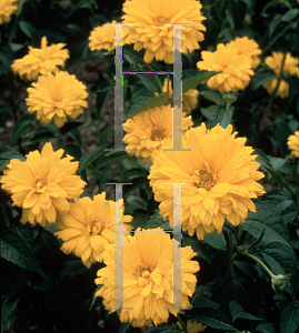 Picture of Heliopsis helianthoides 'Bressingham Doubloon'