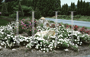 Picture of Rosa  'Meicoublan (White Meidiland)'