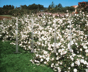 Picture of Rosa  'Meiplatin (Pearl Meidiland)'