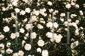 Picture of Rosa  'Meiplatin (Pearl Meidiland)'