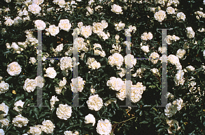 Picture of Rosa  'Meicoublan (White Meidiland)'