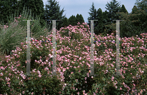 Picture of Rosa  'Meipotal (Carefree Delight)'