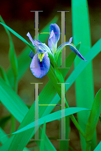 Picture of Iris brevicaulis 