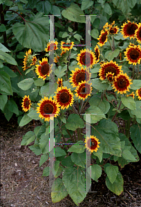 Picture of Helianthus annuus 'Ring of Fire'