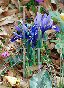 Picture of Iris reticulata 