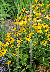 Picture of Rudbeckia missouriensis 