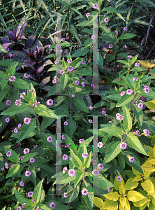 Picture of Lantana trifolia 