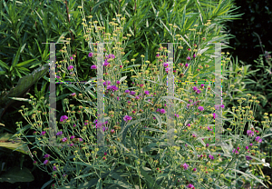 Picture of Vernonia acaulis 
