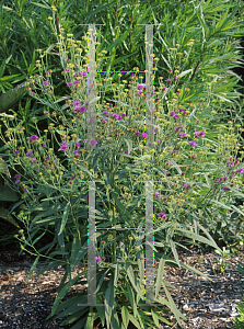 Picture of Vernonia acaulis 