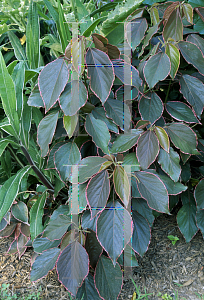 Picture of Acalypha wilkesiana 'Obovata'