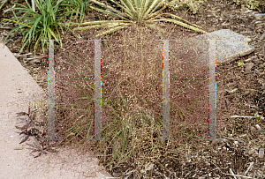 Picture of Eragrostis spectabilis 