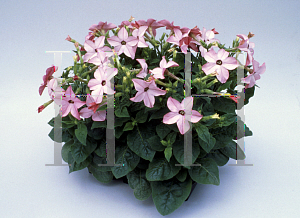 Picture of Nicotiana alata 'Avalon Bright Pink'