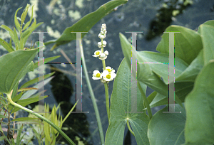 Picture of Sagittaria latifolia 