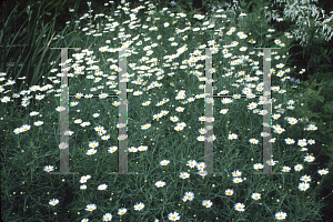 Picture of Argyranthemum foeniculaceum 