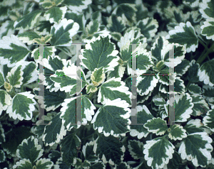 Picture of Plectranthus madagascariensis 'Variegated Mintleaf'