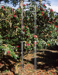 Picture of Camellia japonica 'Gigantea'