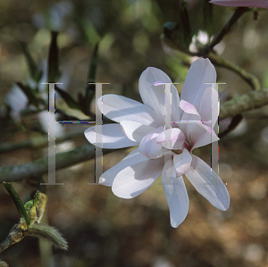 Picture of Magnolia stellata 'Rubra'
