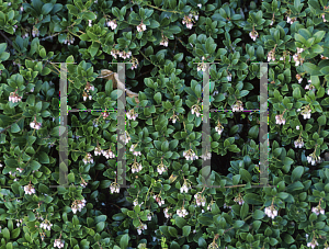 Picture of Arctostaphylos  'Green Bay'