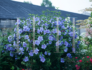Picture of Hibiscus syriacus 'Notwoodthree (Blue Chiffon)'