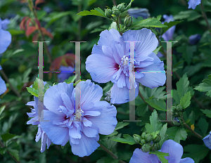 Picture of Hibiscus syriacus 'Notwoodthree (Blue Chiffon)'