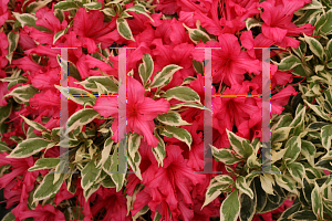 Picture of Rhododendron (subgenus Azalea) 'Farrow (Bollywood)'