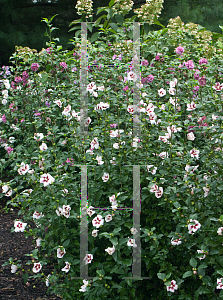 Picture of Hibiscus syriacus 'Antong Two (Lil' Kim)'