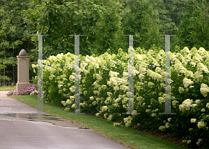 Picture of Hydrangea paniculata 'Limelight'