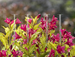 Picture of Weigela florida 'Carlton (Ghost)'