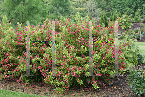 Picture of Weigela florida 'Carlton (Ghost)'