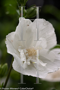 Picture of Hibiscus syriacus 'Notwoodtwo(White Chiffon)'