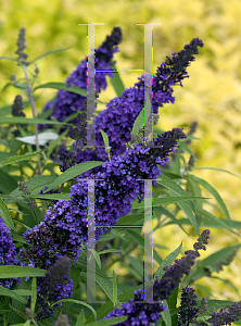 Picture of Buddleia davidii 'Pyrkeep (English Butterfly Purple Emperor)'