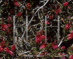 Picture of Darwinia taxifolia ssp. macrolaena 