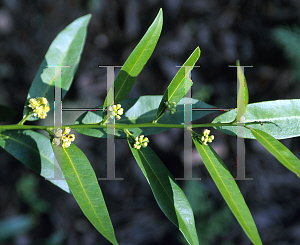 Picture of Umbellularia californica 