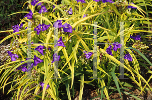 Picture of Tradescantia x andersoniana 'Sweet Kate'
