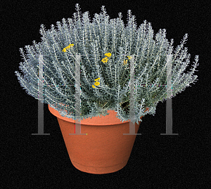 Picture of Helichrysum italicum 'Nana'