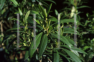 Picture of Carpenteria californica 'Elizabeth'