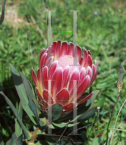 Picture of Protea compacta 