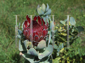 Picture of Protea compacta 