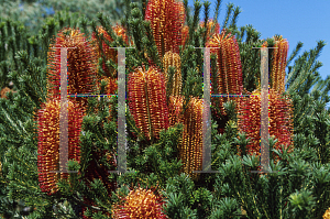 Picture of Banksia ericifolia 'Gold-and-Red'