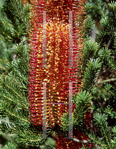 Picture of Banksia ericifolia 'Gold-and-Red'