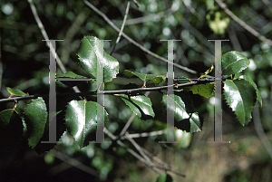 Picture of Prunus ilicifolia 