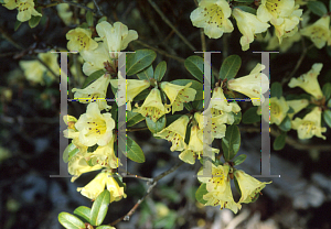Picture of Rhododendron x 'Lemon Mist'