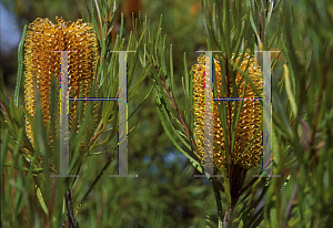 Picture of Banksia spinulosa 