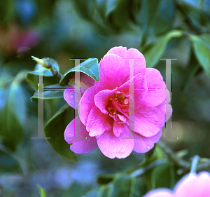 Picture of Camellia x williamsii 'George Blandford'