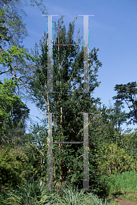 Picture of Luma apiculata 