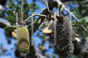Picture of Banksia lemanniana 